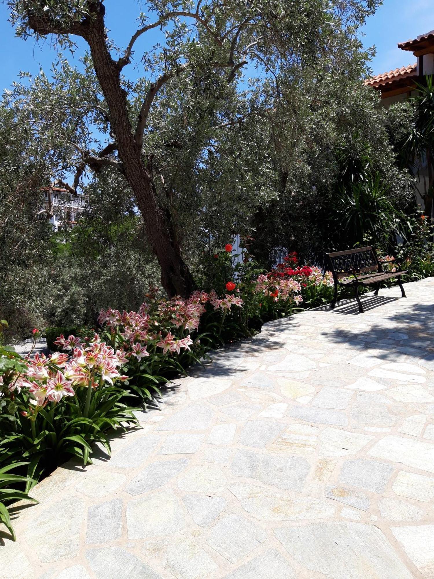 Olive Grove View Apartment Skiathos Town Exterior photo