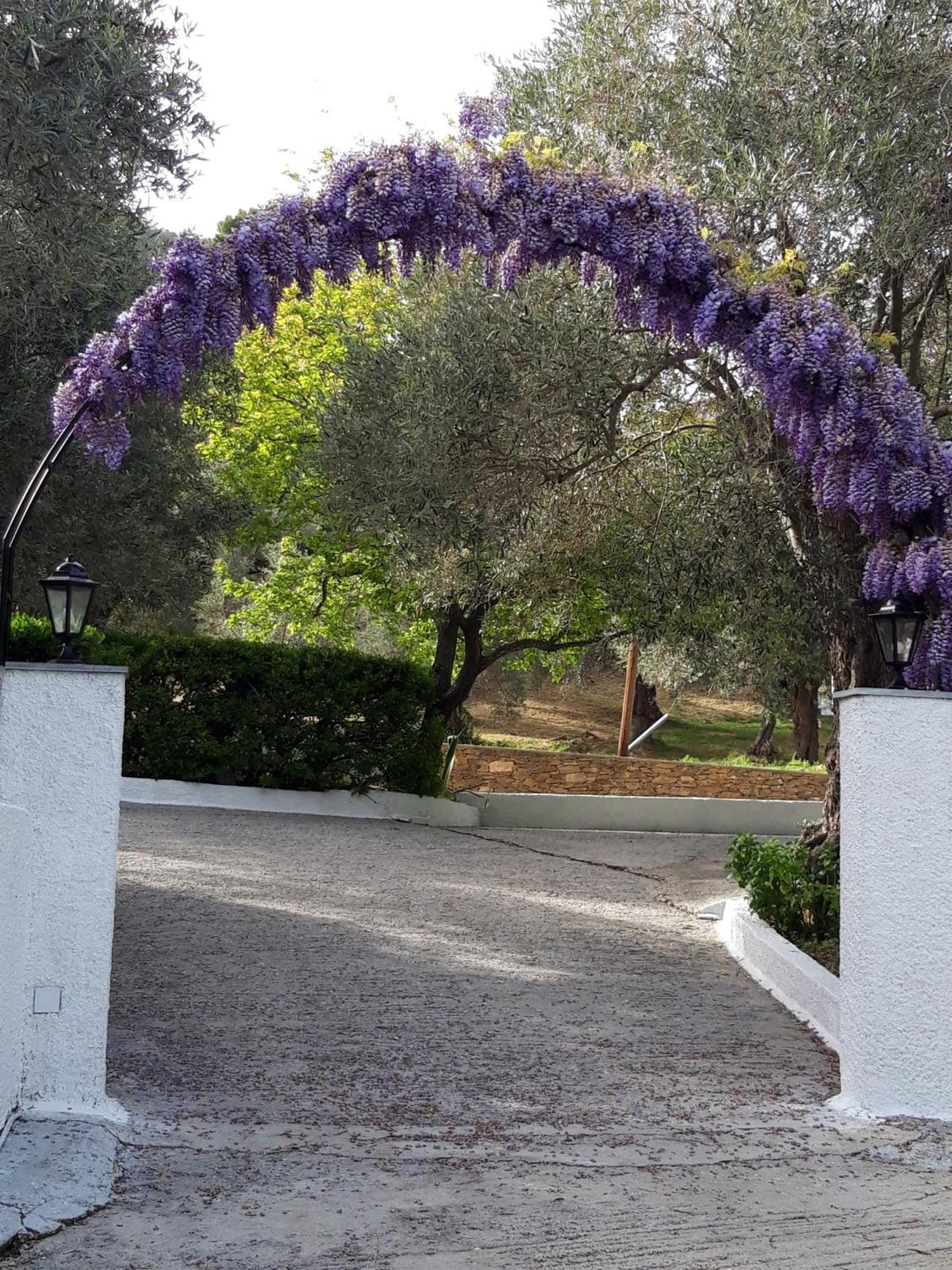 Olive Grove View Apartment Skiathos Town Exterior photo